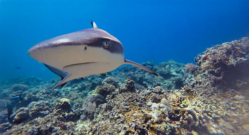 Blacktip reef shark