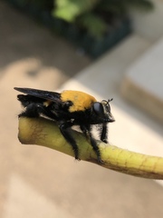 Hyperechia bomboides