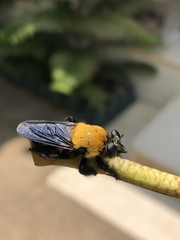 Hyperechia bomboides