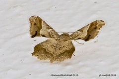 Krananda oliveomarginata