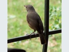 Colluricincla rufogaster rufogaster