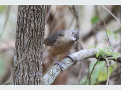 Colluricincla rufogaster rufogaster