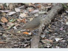 Colluricincla rufogaster rufogaster