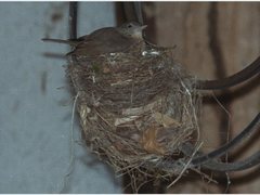 Colluricincla rufogaster rufogaster