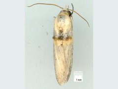 Asclerobia flavitinctella