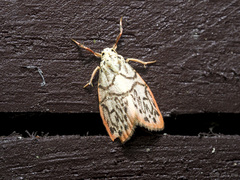 Miltochrista irregularis