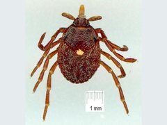 Amblyomma triguttatum