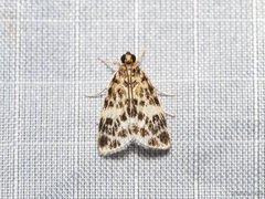 Erpis macularis