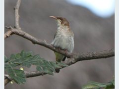 Ramsayornis modestus