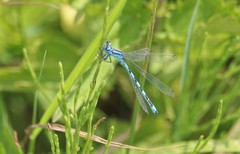 Coenagrion mercuriale