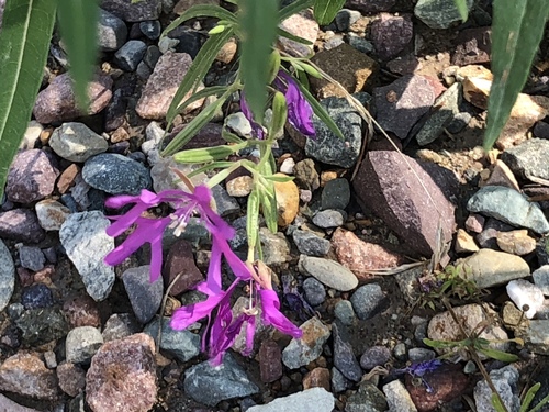 iNaturalist observation 2019-07-14