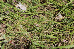 Euchorthippus elegantulus