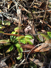 Dionaea muscipula