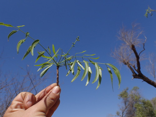 Commiphora laxecymigera H.Perrier 2