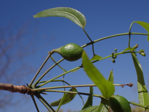 Commiphora laxecymigera H.Perrier