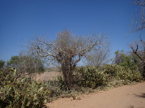 Commiphora laxecymigera H.Perrier 3
