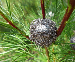 Isopogon anethifolius