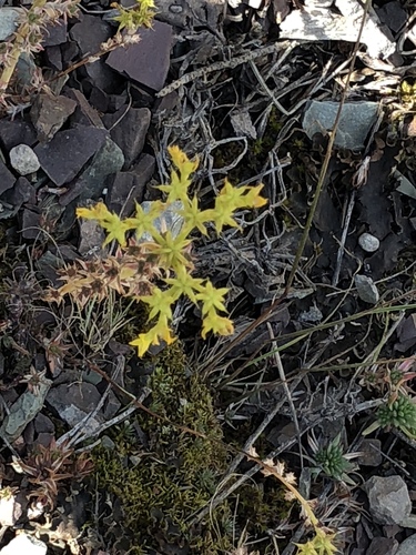 iNaturalist observation 2019-07-14
