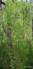 Isopogon anethifolius