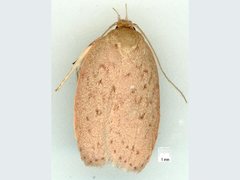 Garrha carnea
