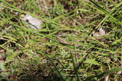 Euchorthippus elegantulus