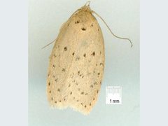 Brachynemata restricta