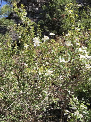 iNaturalist observation 2019-07-14