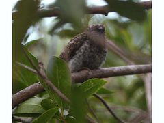 Melithreptus