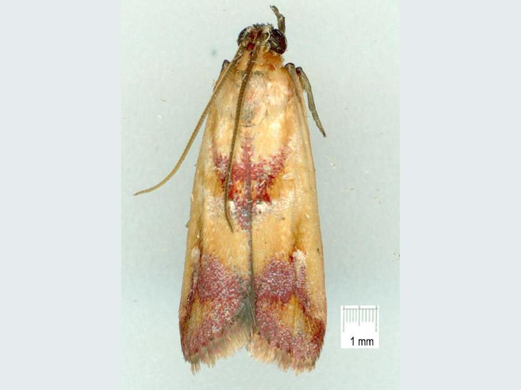 Epicrocis metallopa
