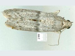 Cadra reniformis