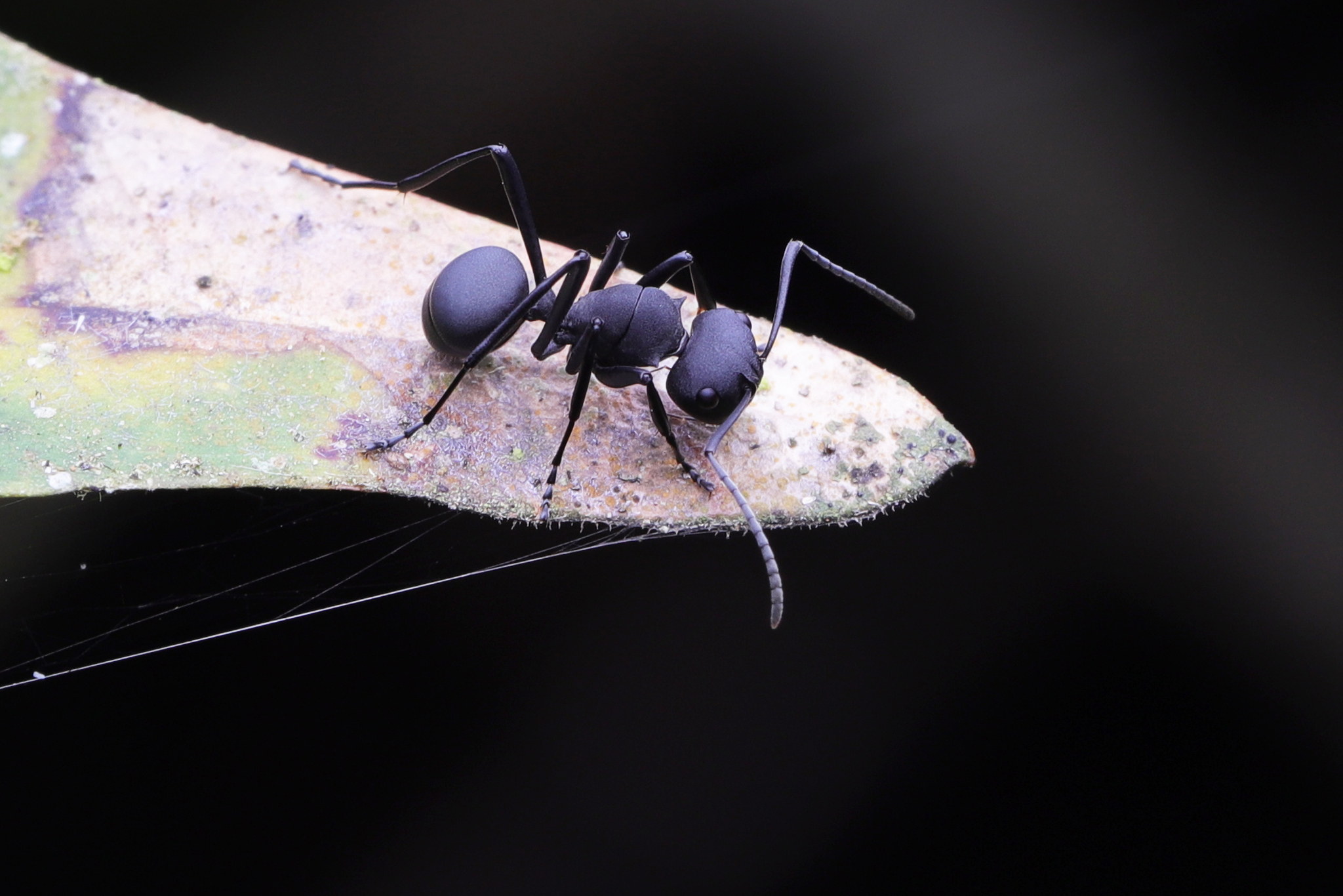 Polyrhachis dentihumera