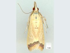 Autocharis mimetica