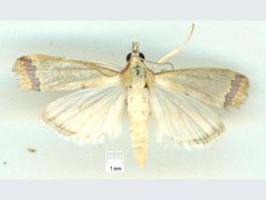 Autocharis mimetica