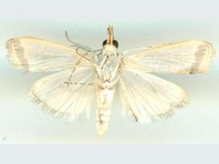 Autocharis mimetica