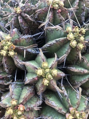 Euphorbia pulvinata