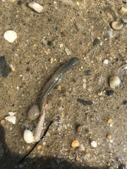 Phyllodocida