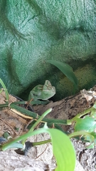 Chamaeleonidae