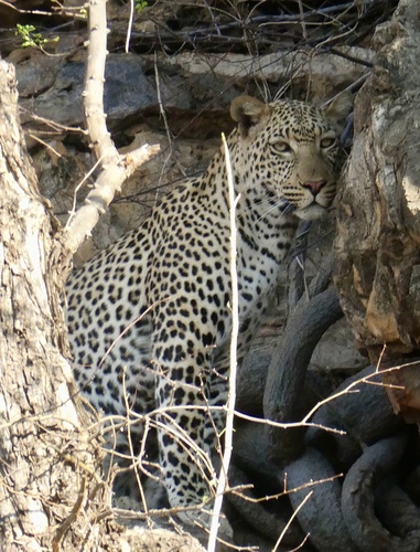 African Leopard