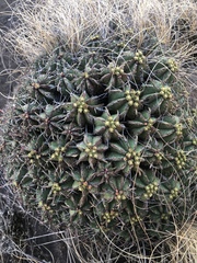 Euphorbia pulvinata