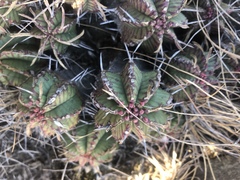 Euphorbia pulvinata