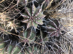 Euphorbia pulvinata