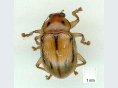 Rhyparida
