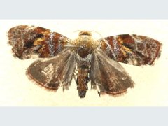 Choreutis emplecta