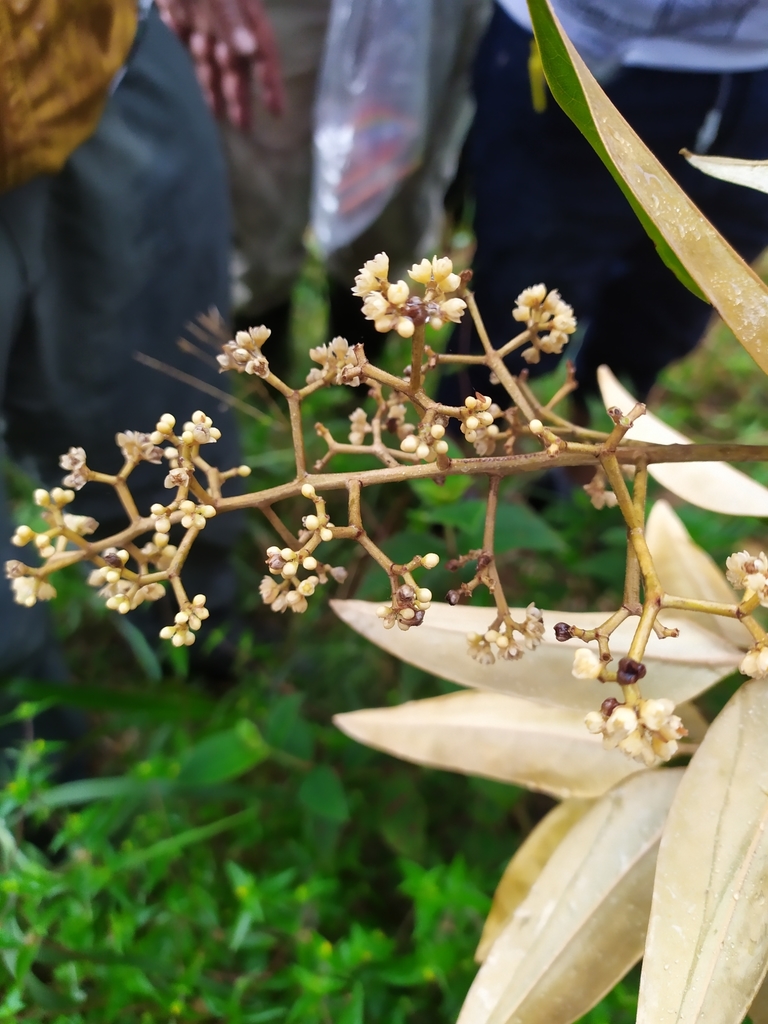 Ocotea guianensis