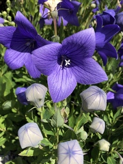 Platycodon grandiflorus