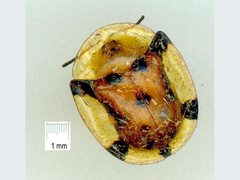 Aspidimorpha westwoodi