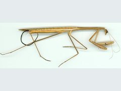 Gordiidae