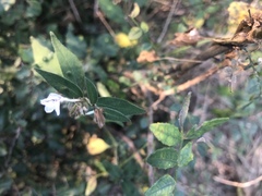 Rhinacanthus