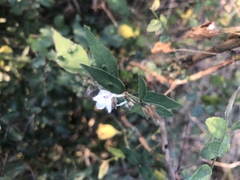 Rhinacanthus