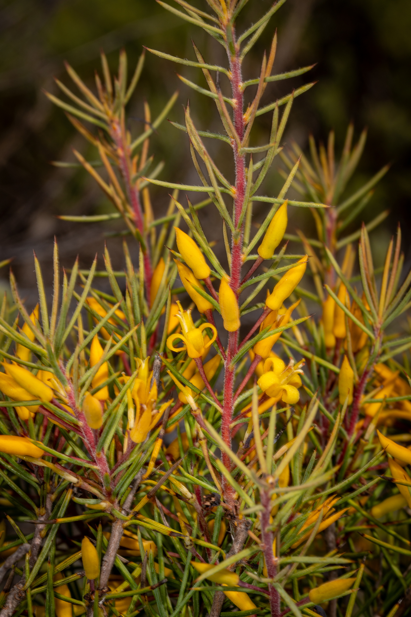Persoonia acicularis
